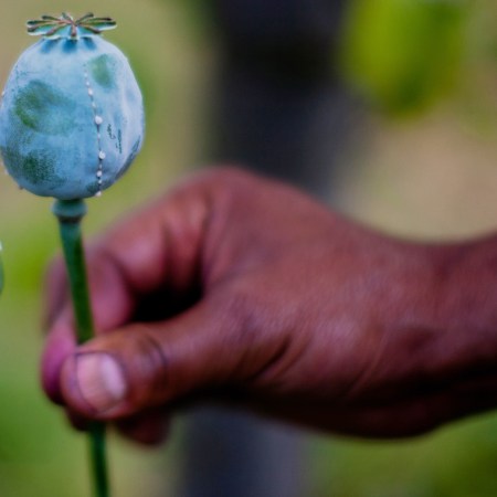 opium poppy