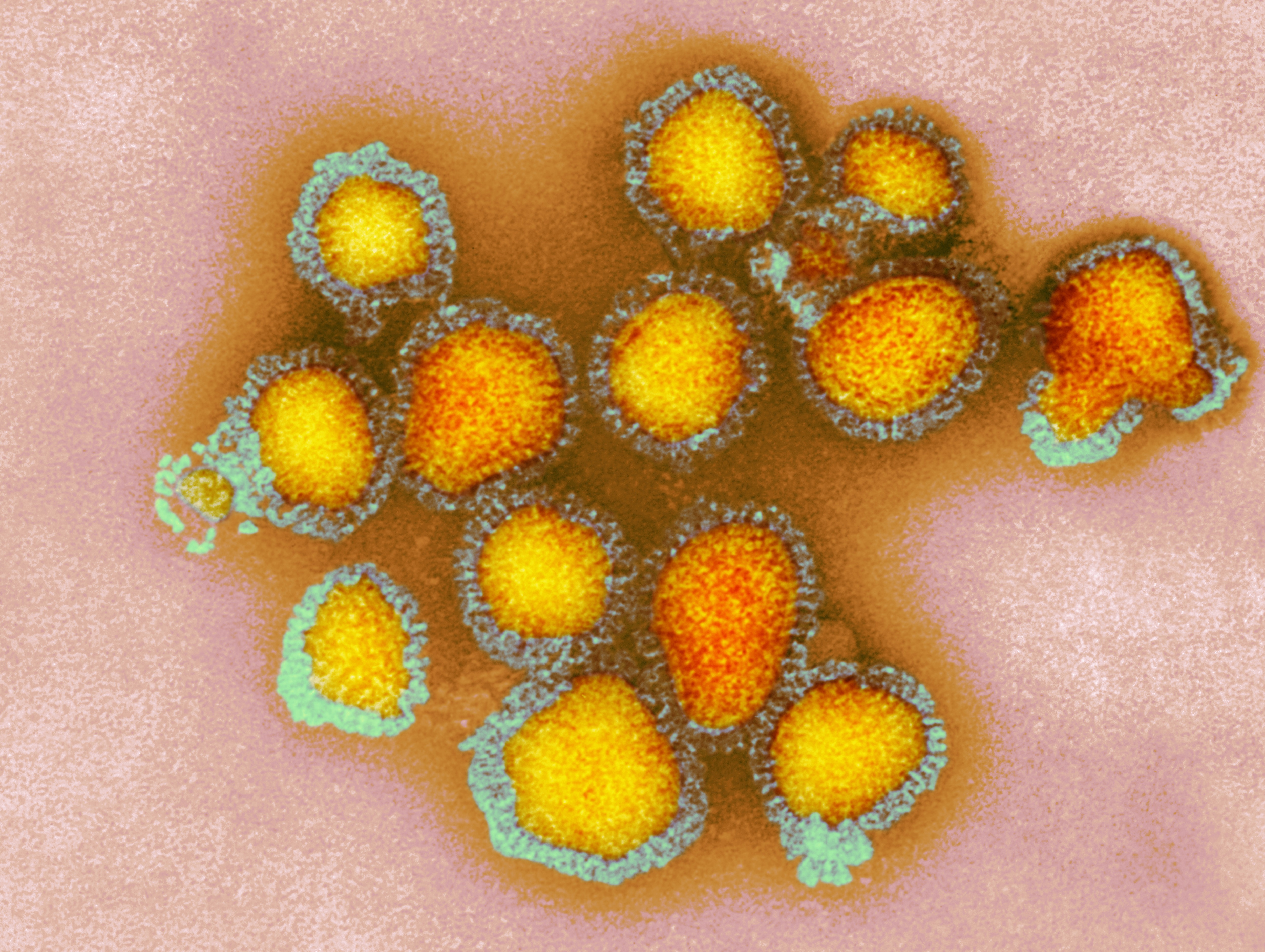 viruses