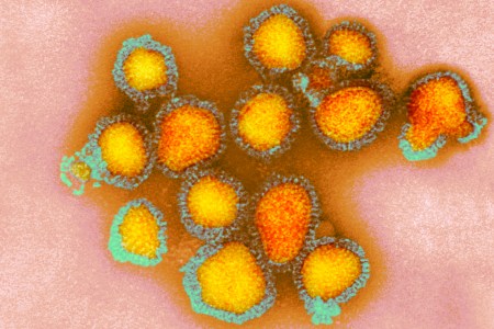 viruses