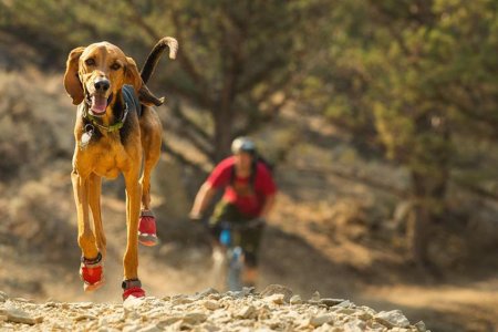 The 21 Best Treats and Gear for Your Good Boys and Girls
