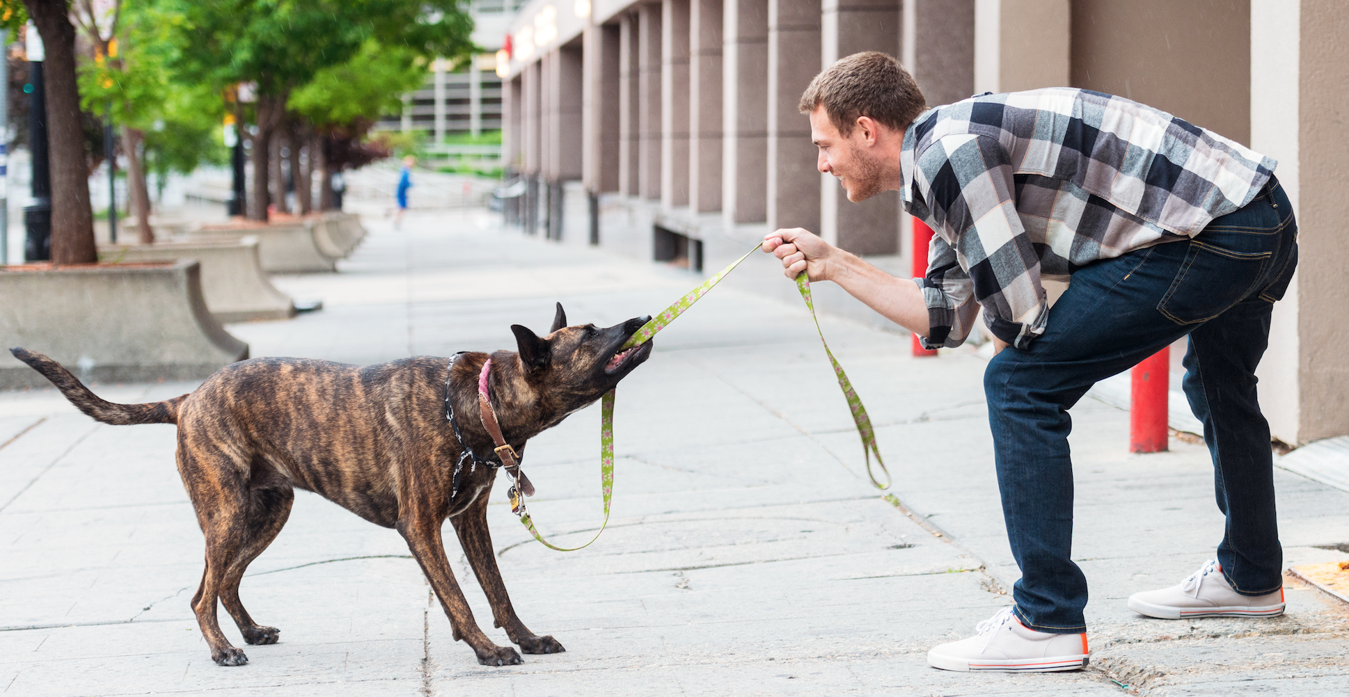 dog walking