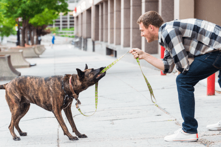 dog walking