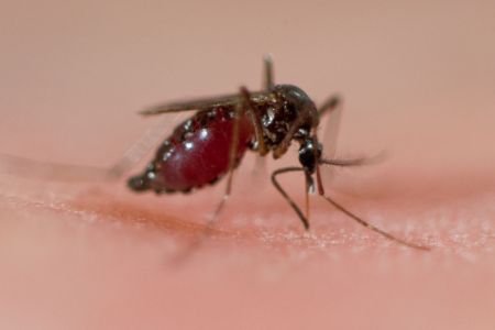 Mosquito biting into skin. (Photo by: Edwin Remsburg/VW Pics via Getty Images)