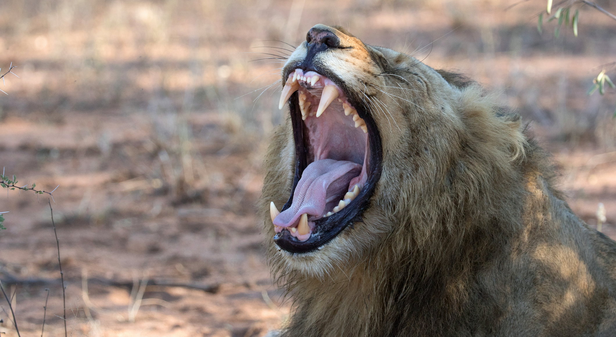 poacher killed