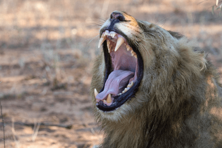 poacher killed