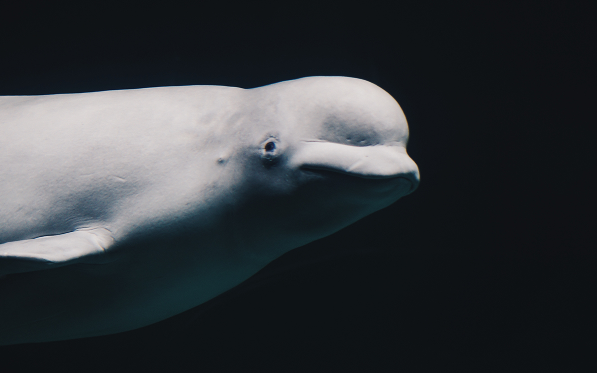 Beluga Whale
