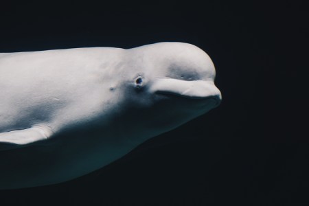 Beluga Whale