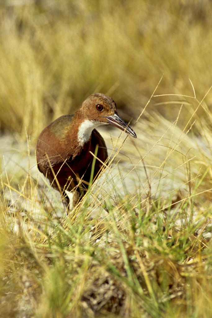 Aldabra rail. (GettyImages)