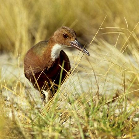 How This Extinct Bird Made Its Amazing Comeback