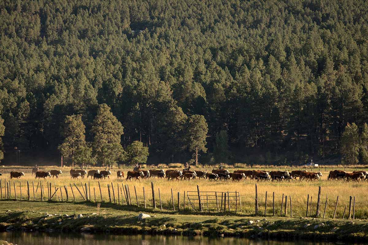 Cattle ranch