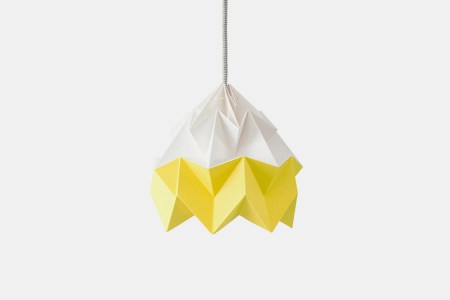 The Moth, in Autumn Yellow