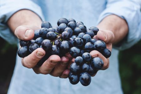 The family-owned vineyard is open only to close friends