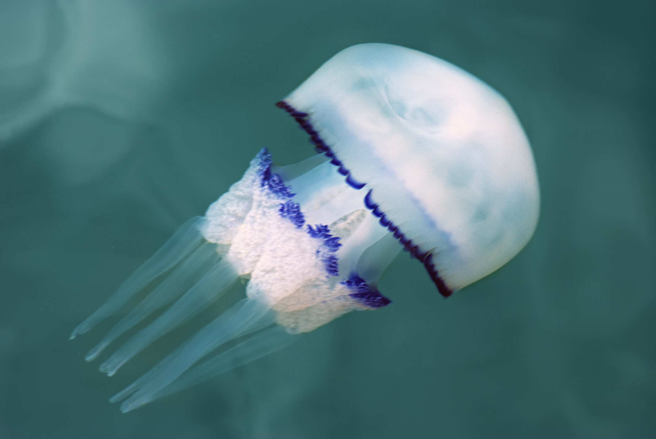 Barrel jellyfish