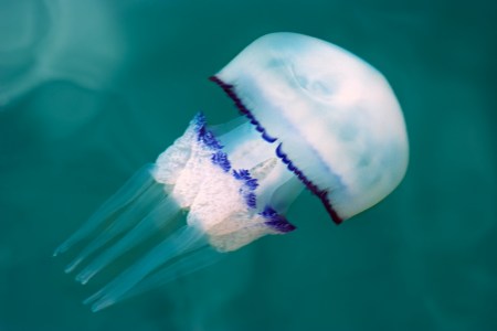 Barrel jellyfish