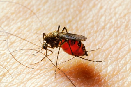 Mosquito bites