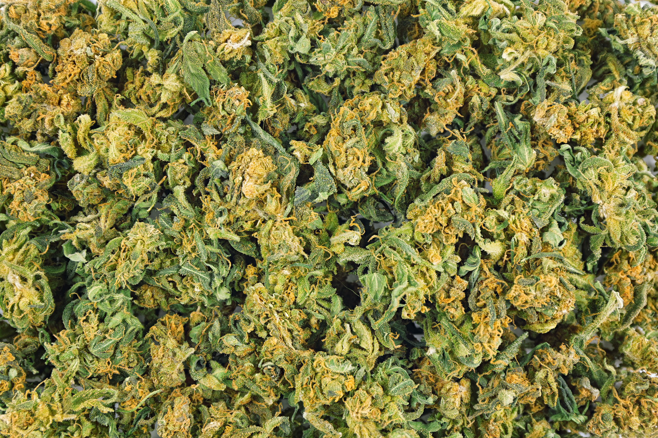 Marijuana legalization