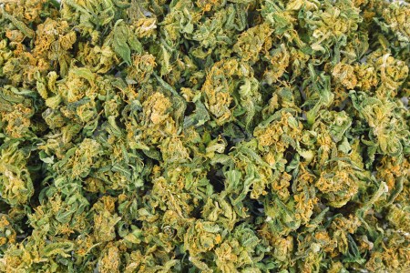 Marijuana legalization