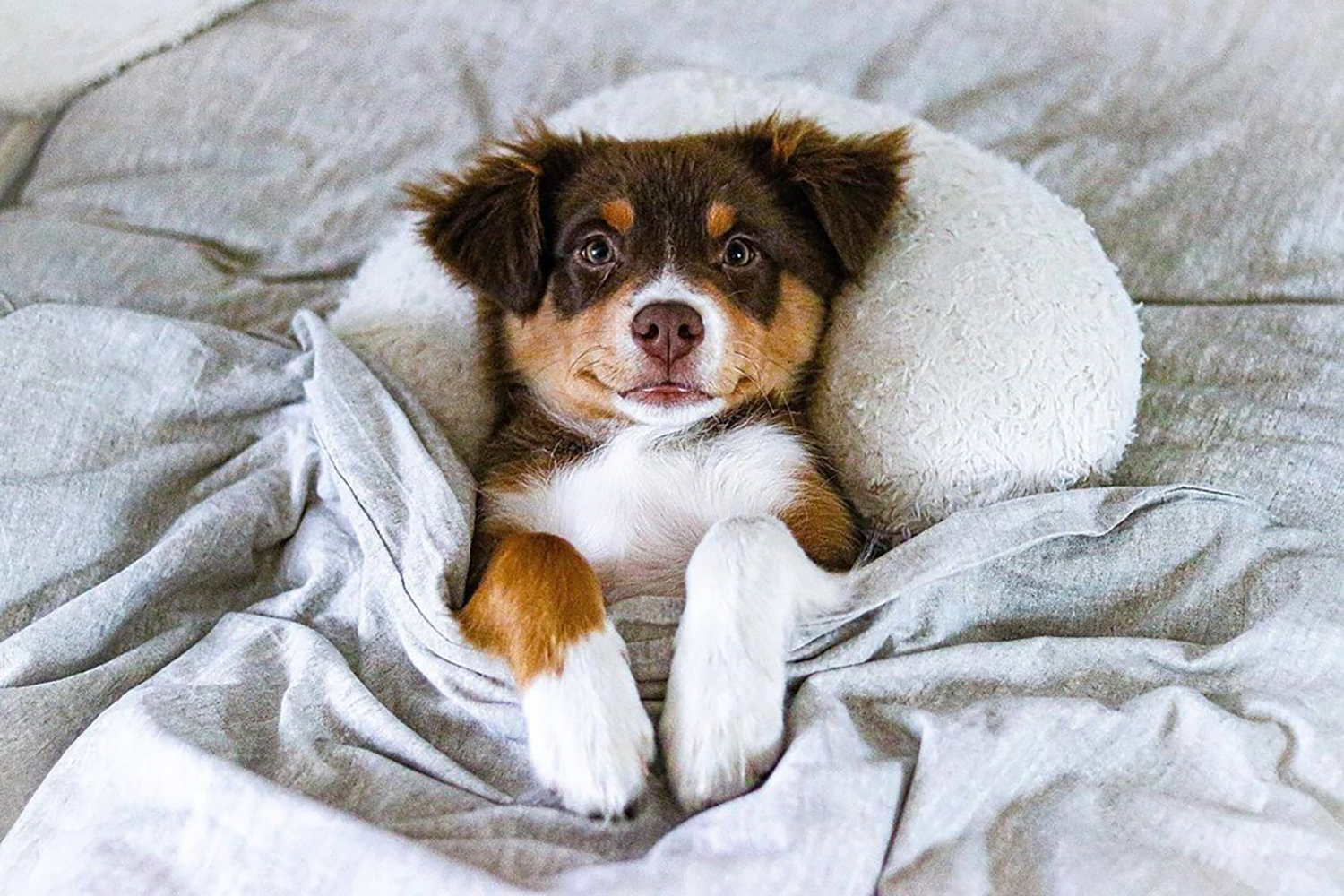 Mini Australian Shepherd