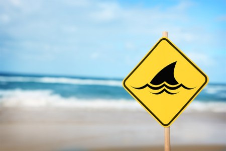 Shark