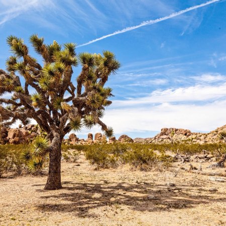 Joshua tree