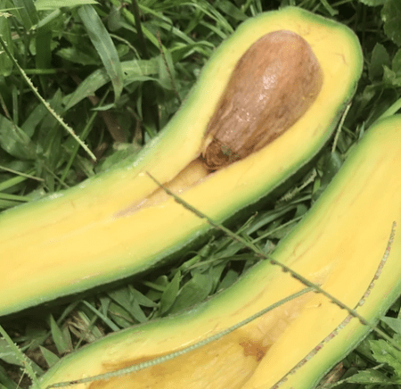 Long Neck Avocados Are Terrifying But Hipster Millennials Will Love 'Em