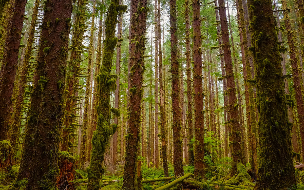 Trump Executive Order National Forests