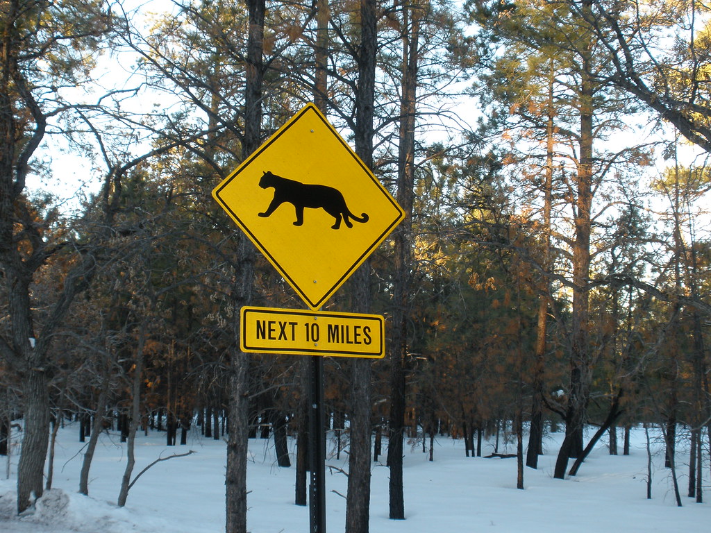 Mountain lion sign