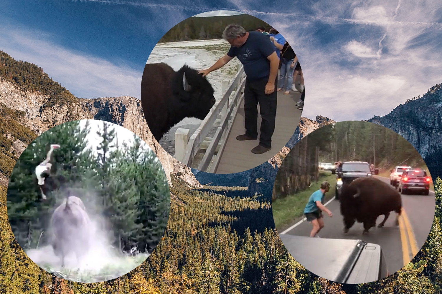 A group of wild bison and their newborns crossing a two-lane road in Yellowstone National Park while park visitors in cars and on the grass watch and take photos and video on their phones