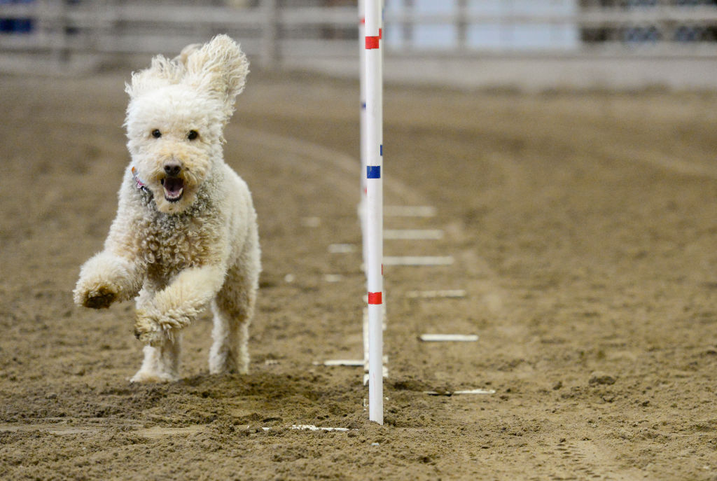 Teagan, a 5-year-old Labradoodle, weaves in and out of a set of poles set up by the Front Range Agility Club at the Indoor Arena at the Boulder County Fairgrounds. (Photo by Matt Jonas/Digital First Media/Boulder Daily Camera via Getty Images)