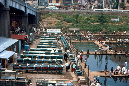 Fishing in Tokyo