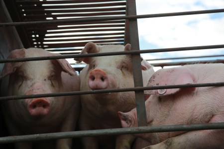 pig slaughterhouse
