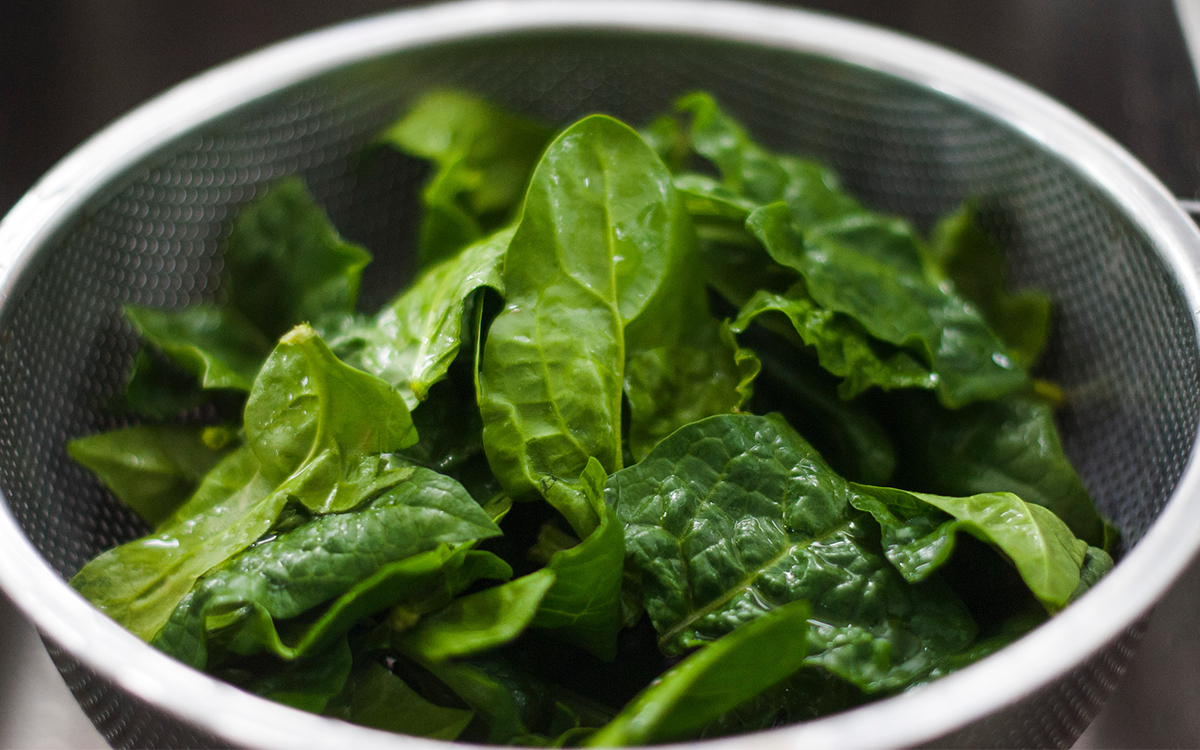 The Benefits of Plant Protein