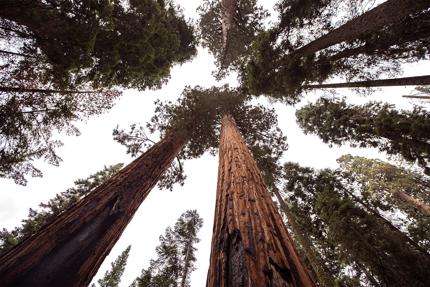 Sequoia National Park, California