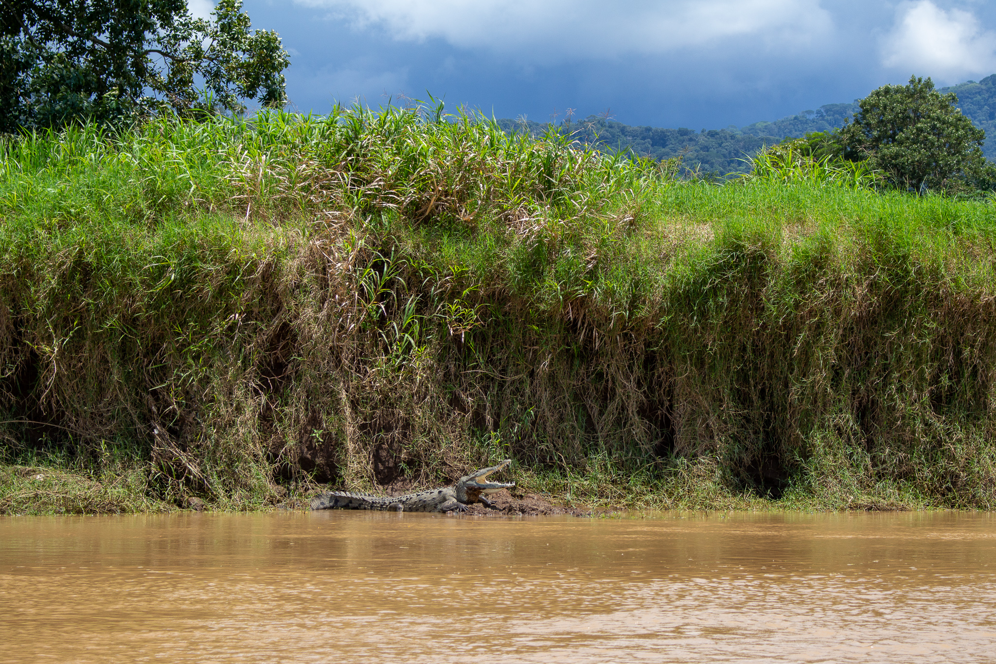 costa rica crocodile safari
