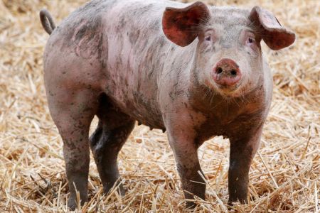 China Is Breeding Pigs Weighing More than 1,000 Pounds