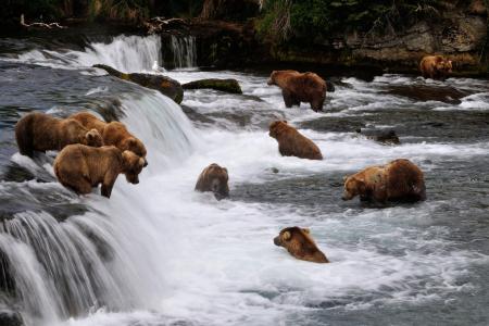 Fat bears