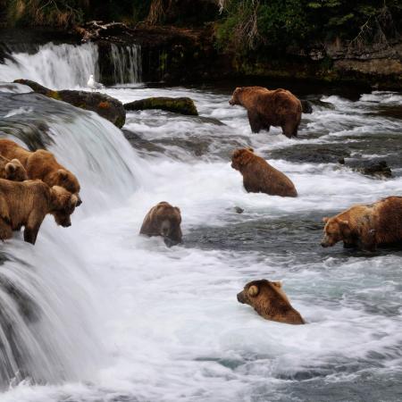 Fat bears