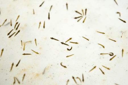 Mosquito larvae in a laboratory at the Center for Scientific Research Caucaseco in the outskirts of Cali, Colombia.