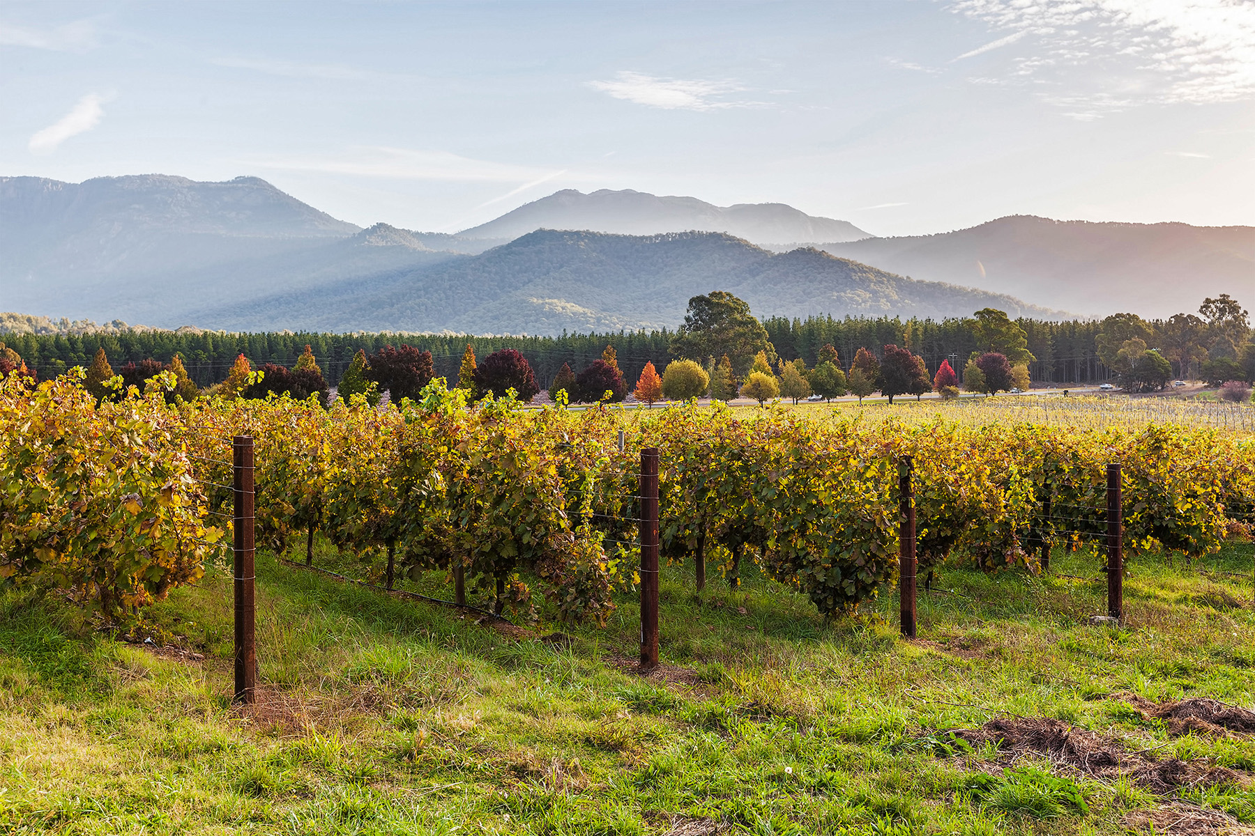 4. <strong>Sunbury, Victoria, Australia</strong><br><strong>The skinny:</strong> 356% increase; suburb north of Melbourne with wineries, Melbourne's hosting the ICC T20 next year (a cricket championship)<br><strong>Choicest digs:</strong> <a href="https://www.airbnb.com/rooms/19474895?location=Sunbury%2C%20Victoria%2C%20Australia&source_impression_id=p3_1572463058_l9b%2Bvq7qHjzrPwDw">Weekend Cottage</a>