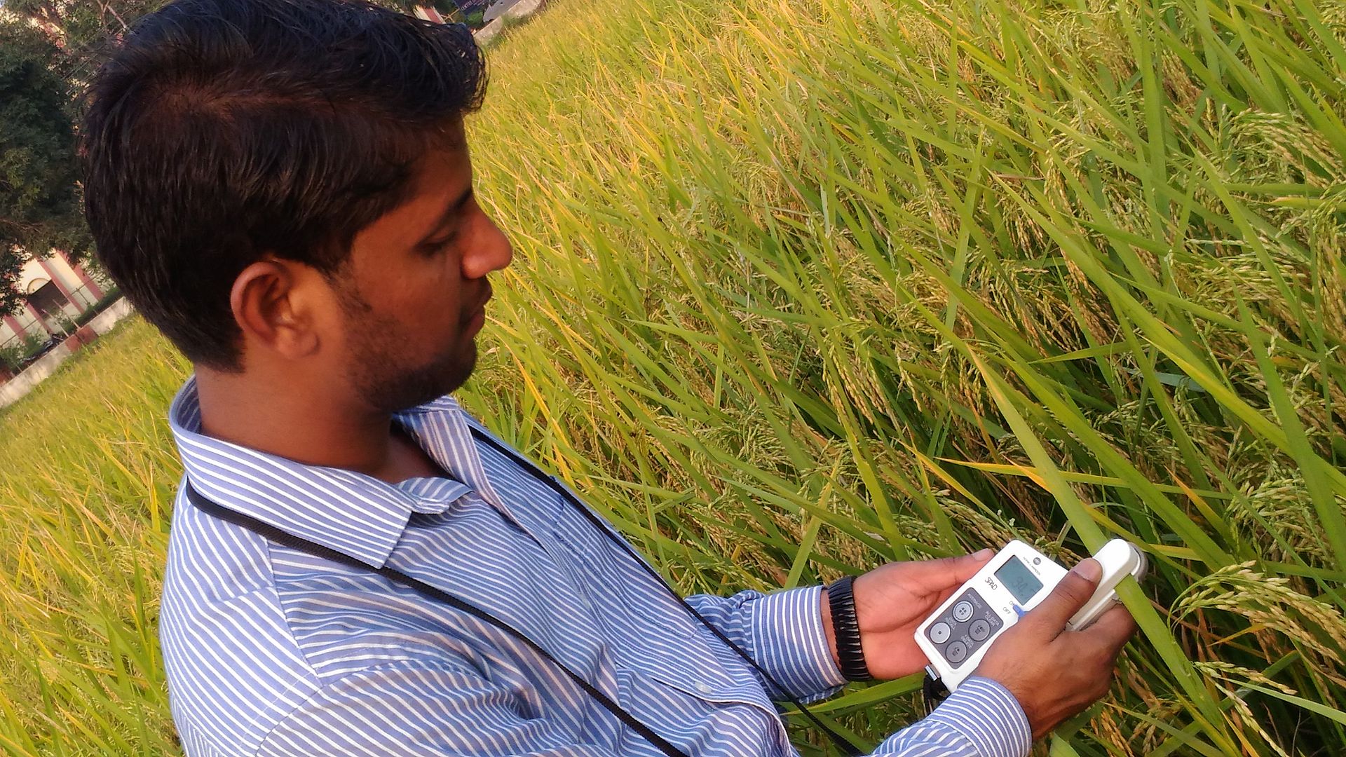 Measuring chlorophyll