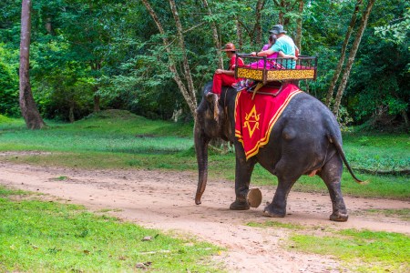 ankor elephant rides