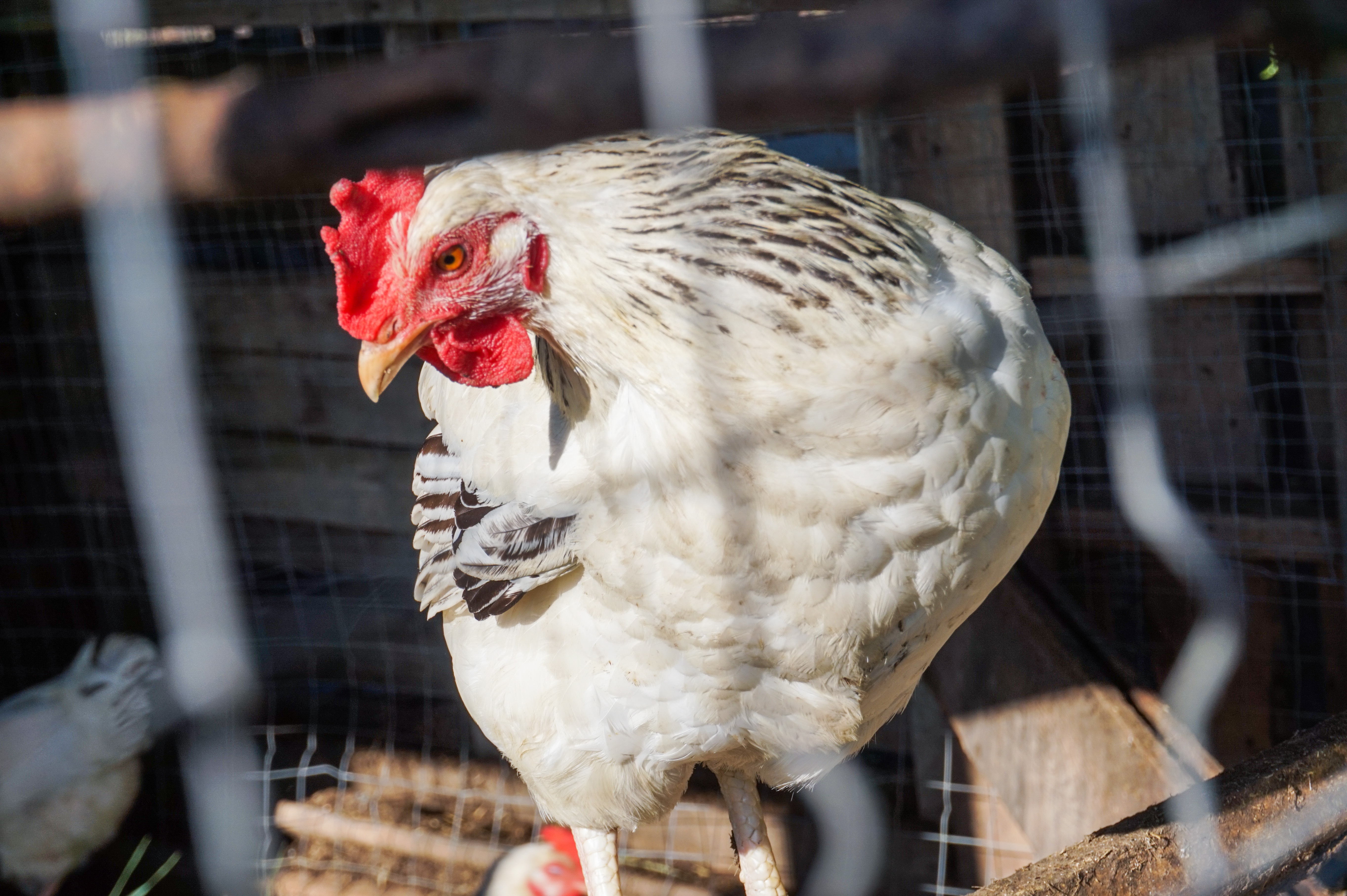 lifestyle farming