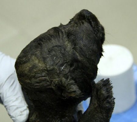 Scientists Find 18,000-Year-Old Frozen Puppy