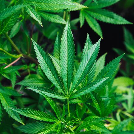 marijuana