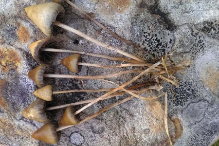 mushrooms