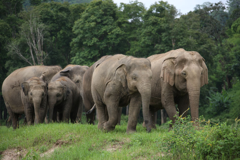 chiang mai elephant nature park