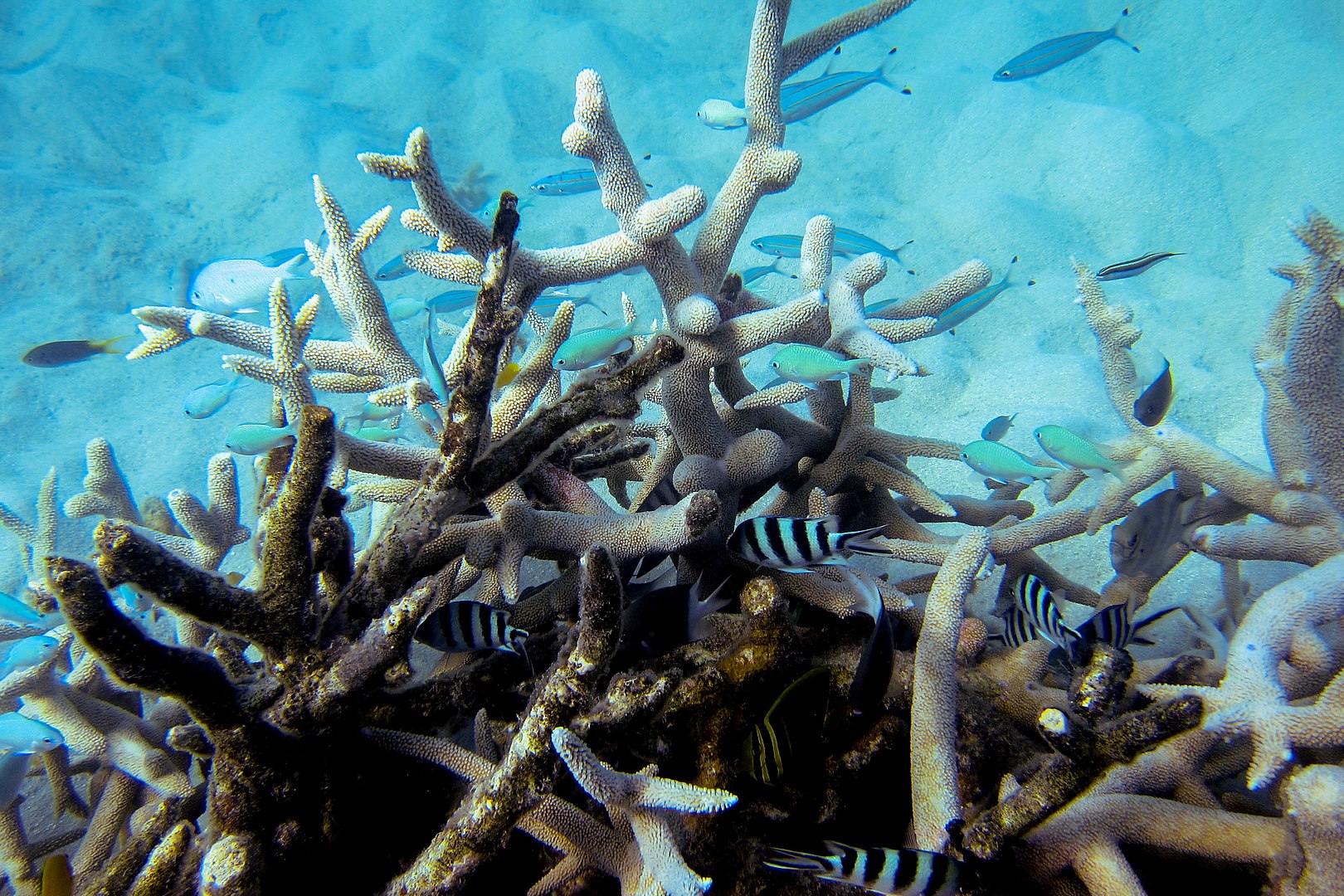 Coral reef