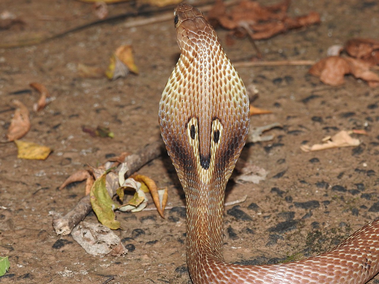 Cobra