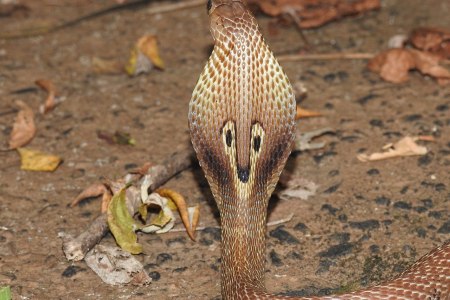 Cobra