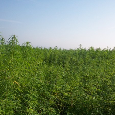 Industrial hemp